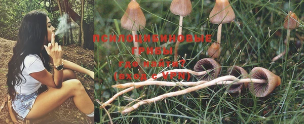 индика Щигры
